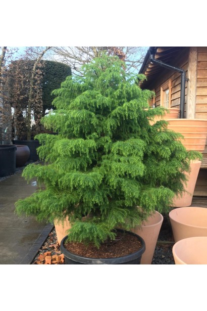 Cryptomeria japonica ’Elegans Viridis’  